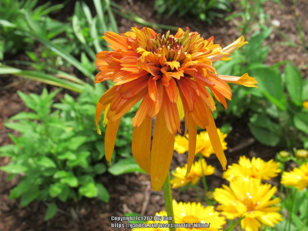 Photo of Coneflower (Echinacea 'Marmalade') uploaded by NJBob