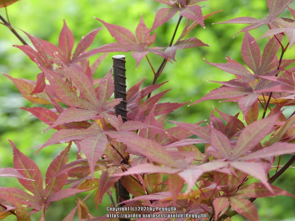 Photo of Japanese Maple (Acer palmatum var. amoenum 'Bloodgood') uploaded by Peggy8b