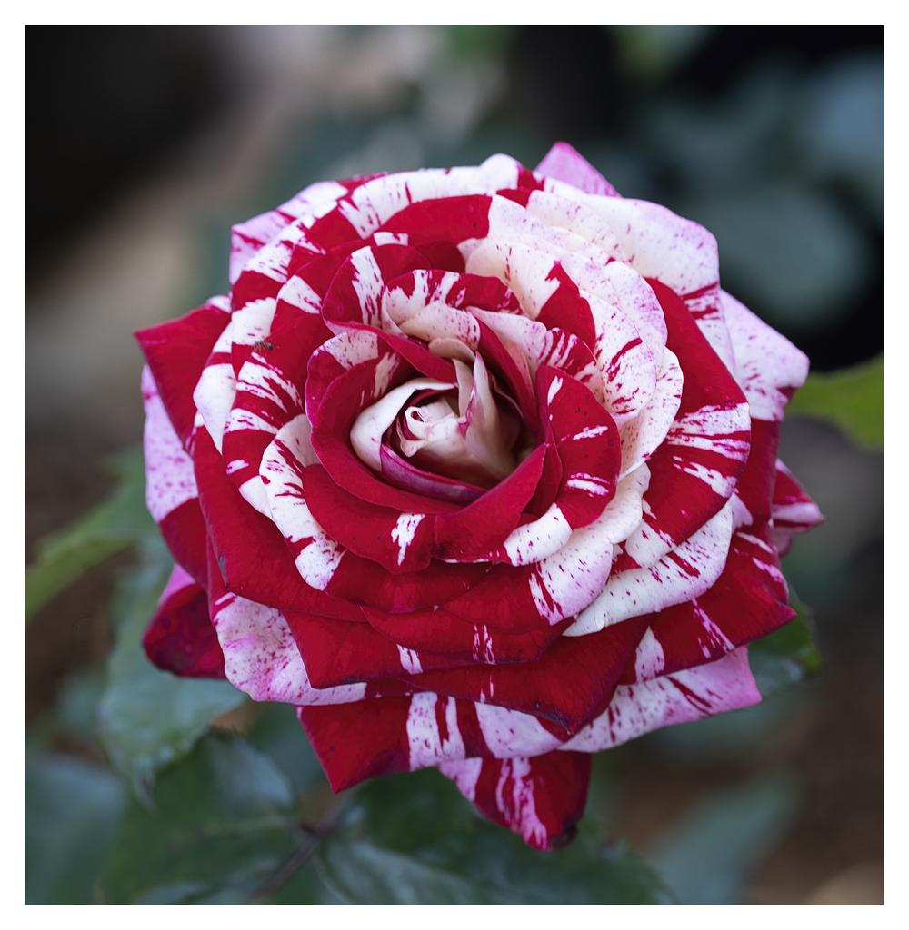 Photo of Rose (Rosa 'Rock & Roll') uploaded by kohala