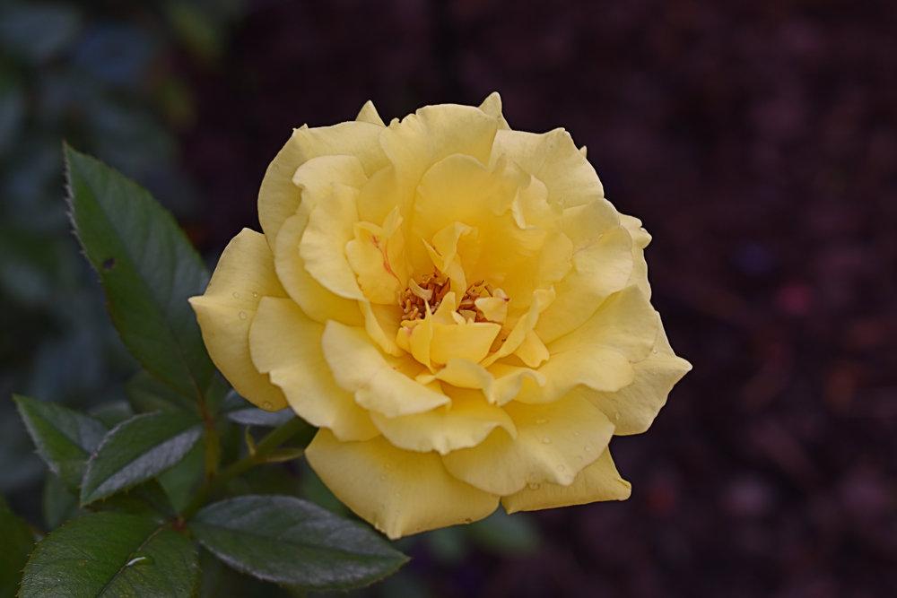 Photo of Rose (Rosa 'Golden Showers') uploaded by GardensJohn