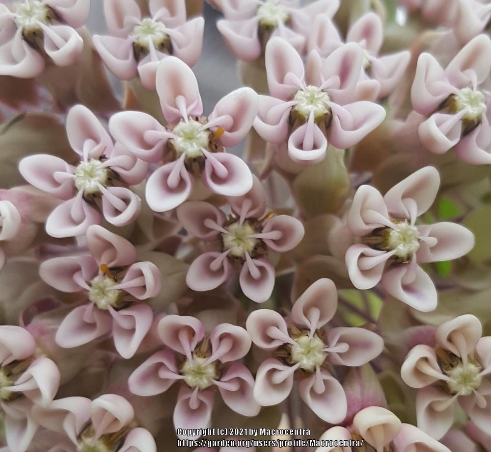 Photo of Common Milkweed (Asclepias syriaca) uploaded by Macrocentra