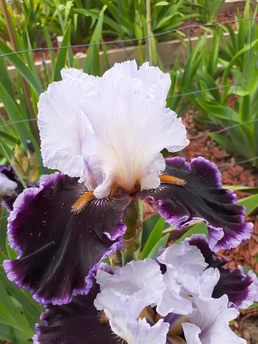 Photo of Tall Bearded Iris (Iris 'Enjoy the Party') uploaded by PaulaHocking