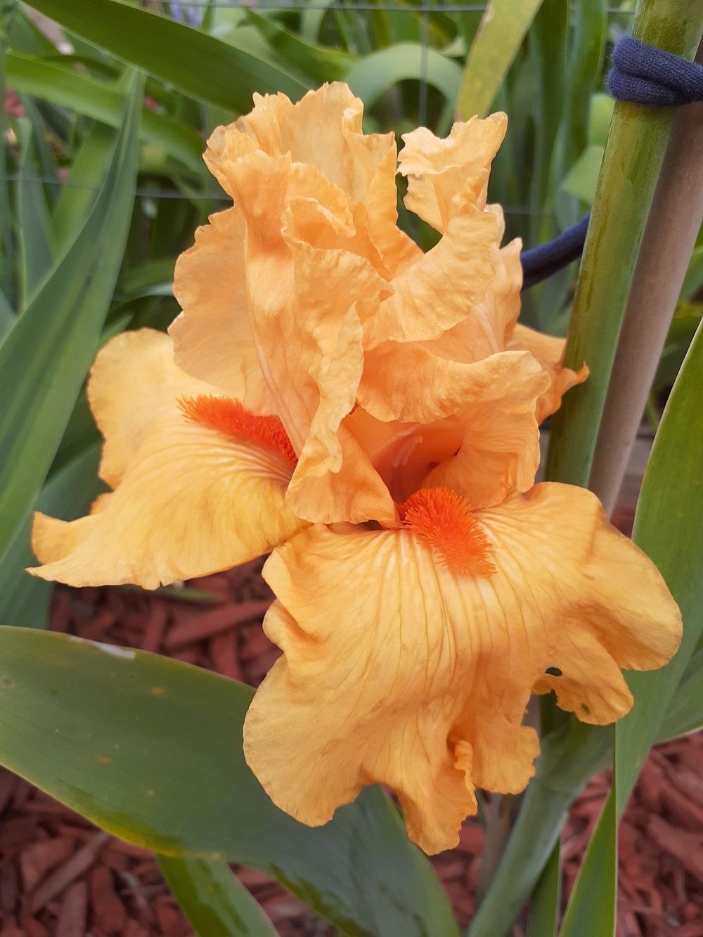 Photo of Tall Bearded Iris (Iris 'Gratuity') uploaded by PaulaHocking