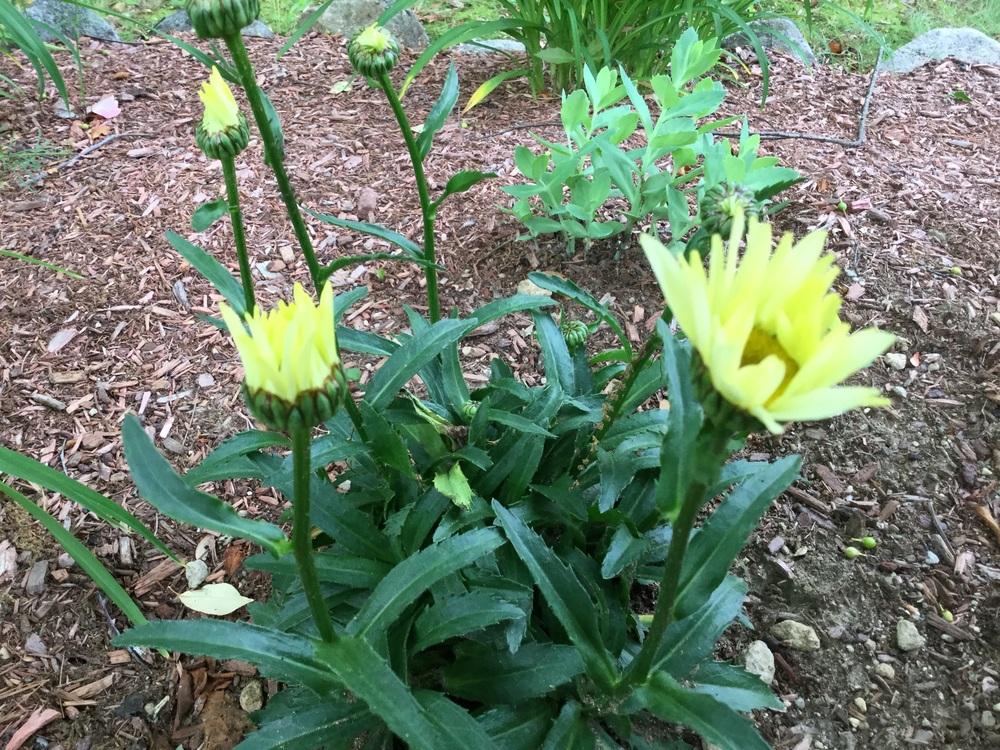 Photo of Shasta Daisy (Leucanthemum x superbum 'Banana Cream') uploaded by robertduval14