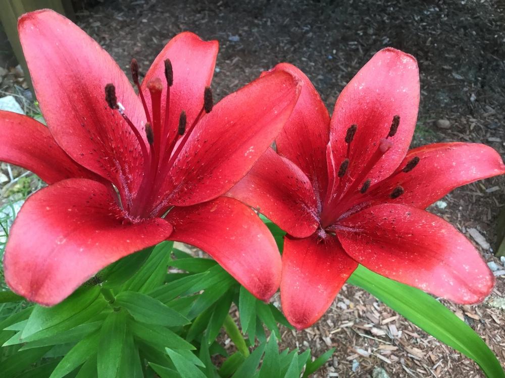 Photo of Lily (Lilium 'Commander in Chief') uploaded by robertduval14