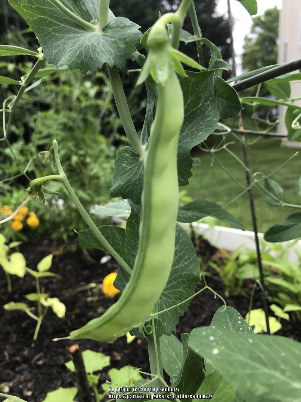 Photo of Peas (Lathyrus oleraceus) uploaded by sedumzz