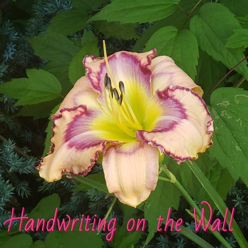 Photo of Daylily (Hemerocallis 'Handwriting on the Wall') uploaded by JillLloyd