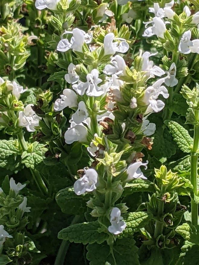 Photo of Salvia (Salvia nemorosa 'Sensation White') uploaded by Joy