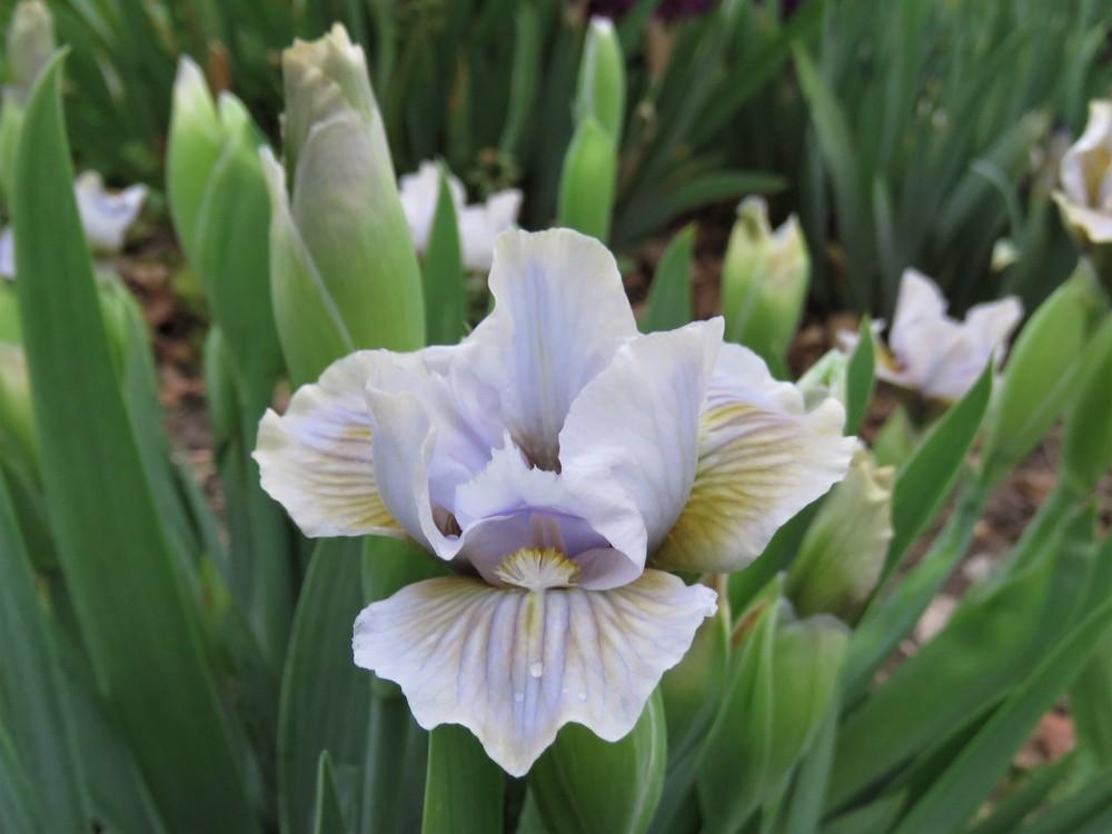 Photo of Standard Dwarf Bearded Iris (Iris 'Sea Dart') uploaded by KentPfeiffer