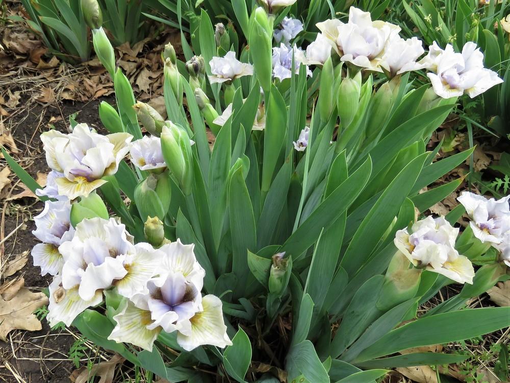 Photo of Standard Dwarf Bearded Iris (Iris 'Sea Dart') uploaded by KentPfeiffer