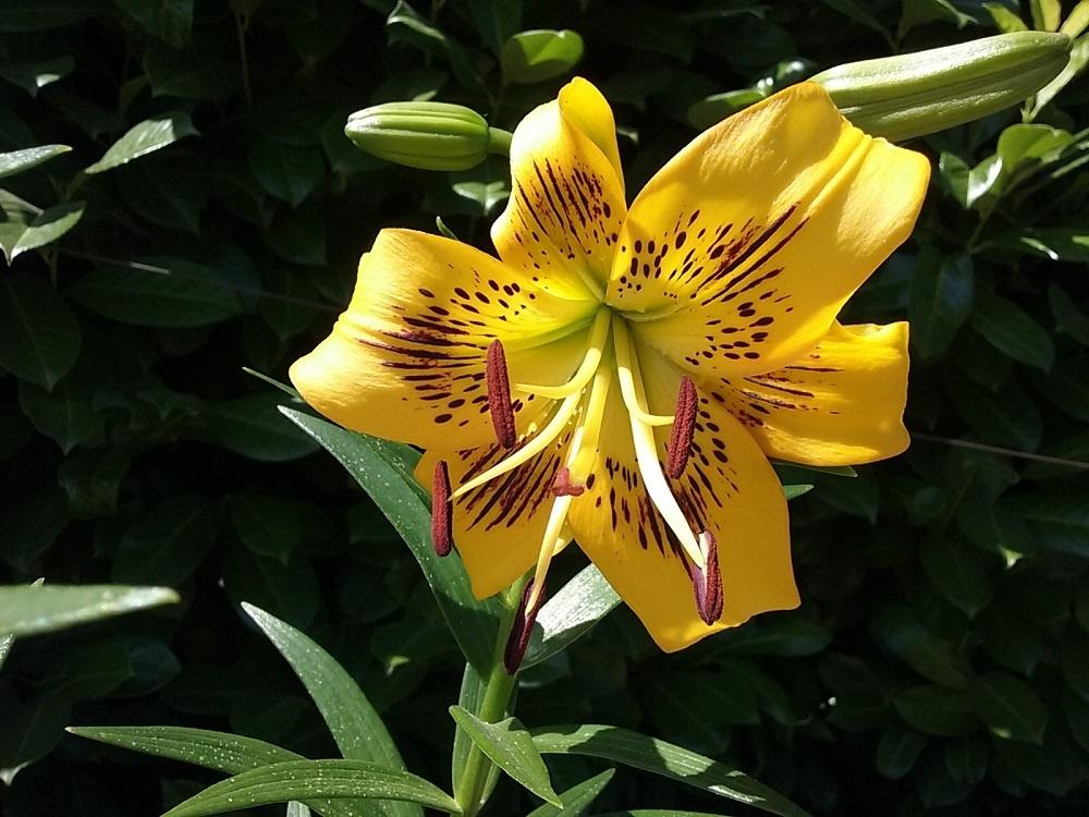 Photo of Lily (Lilium 'Yellow Bruse') uploaded by Lucius93