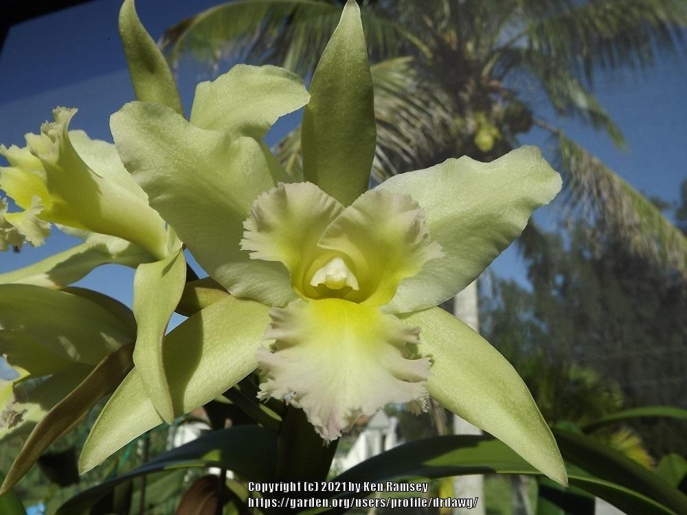 Photo of Corsage Orchid (Rhyncholaeliocattleya Ports of Paradise 'Emerald Isle') uploaded by drdawg