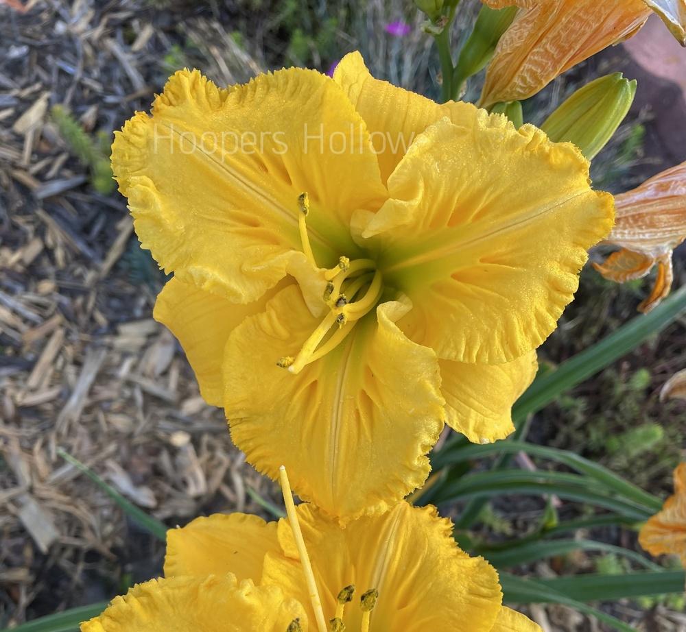 Photo of Daylily (Hemerocallis 'Song of the Empire') uploaded by hoopershollow