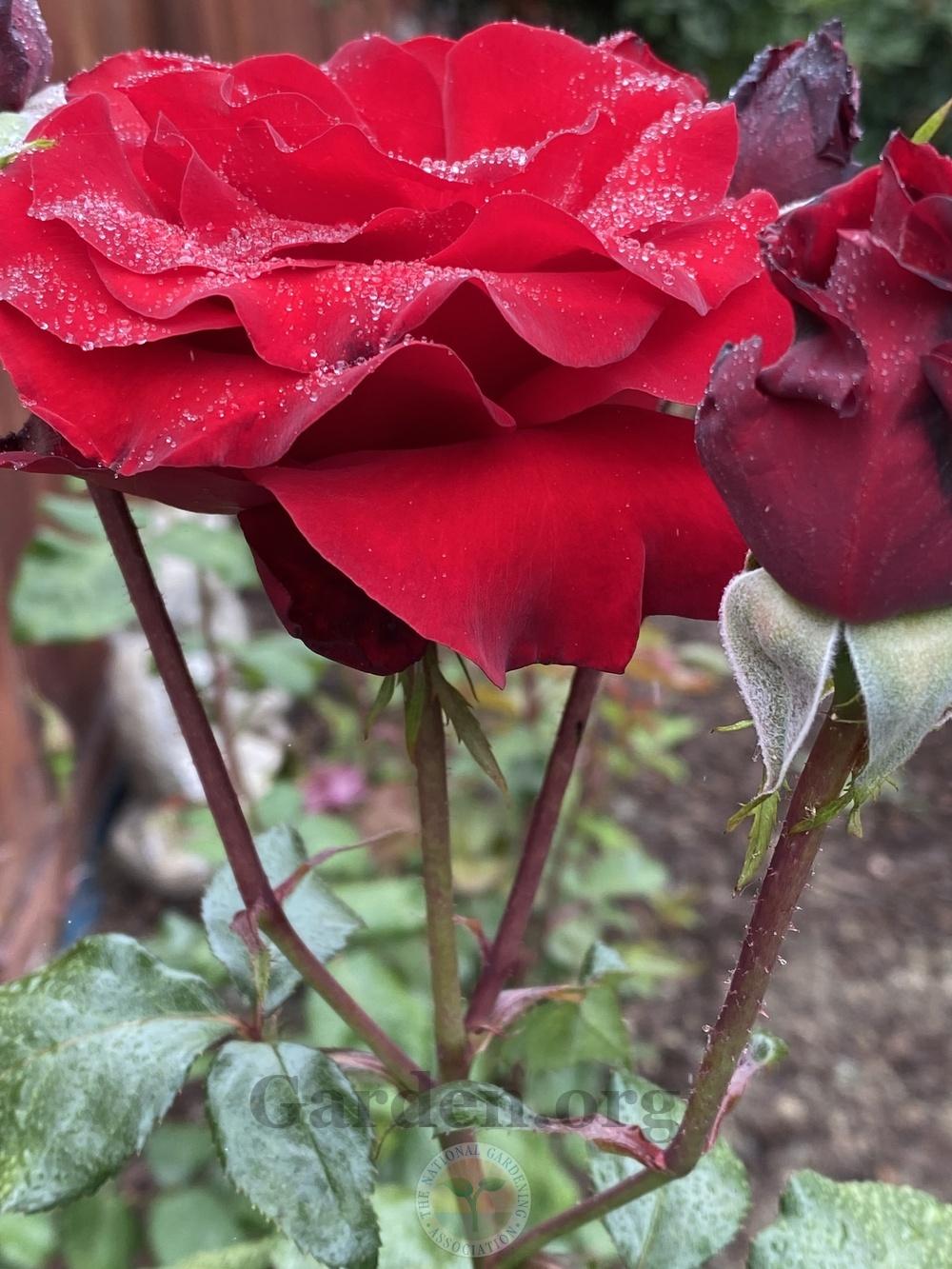 Photo of Rose (Rosa 'Black Cherry') uploaded by jnd1126