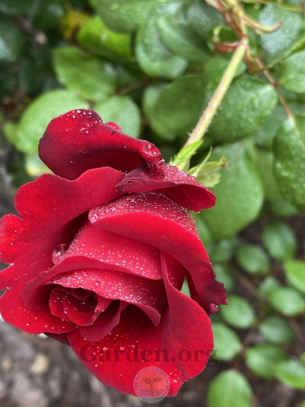 Photo of Rose (Rosa 'Black Cherry') uploaded by jnd1126
