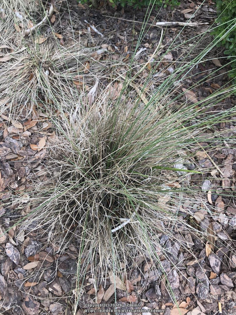 Photo of Deergrass (Muhlenbergia rigens) uploaded by sedumzz