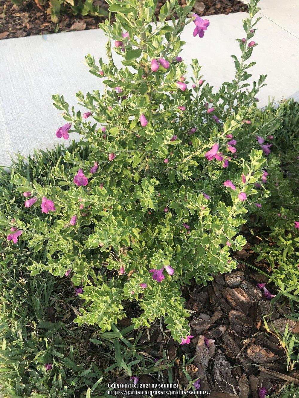 Photo of Texas Sage (Leucophyllum frutescens) uploaded by sedumzz