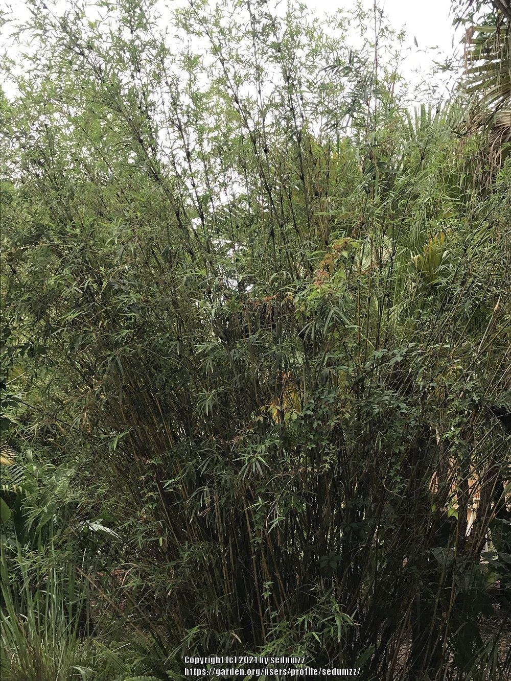 Photo of Bamboo (Bambusa) uploaded by sedumzz