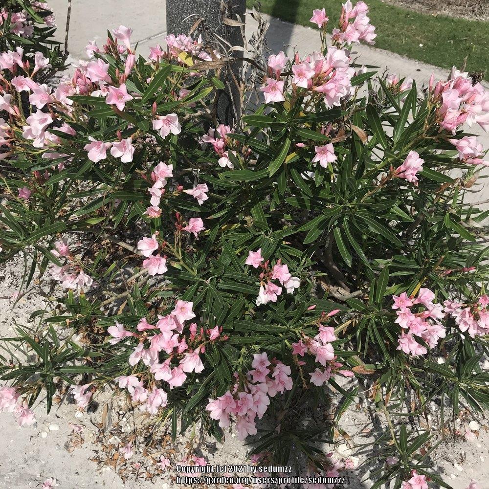 Photo of Oleanders (Nerium oleander) uploaded by sedumzz