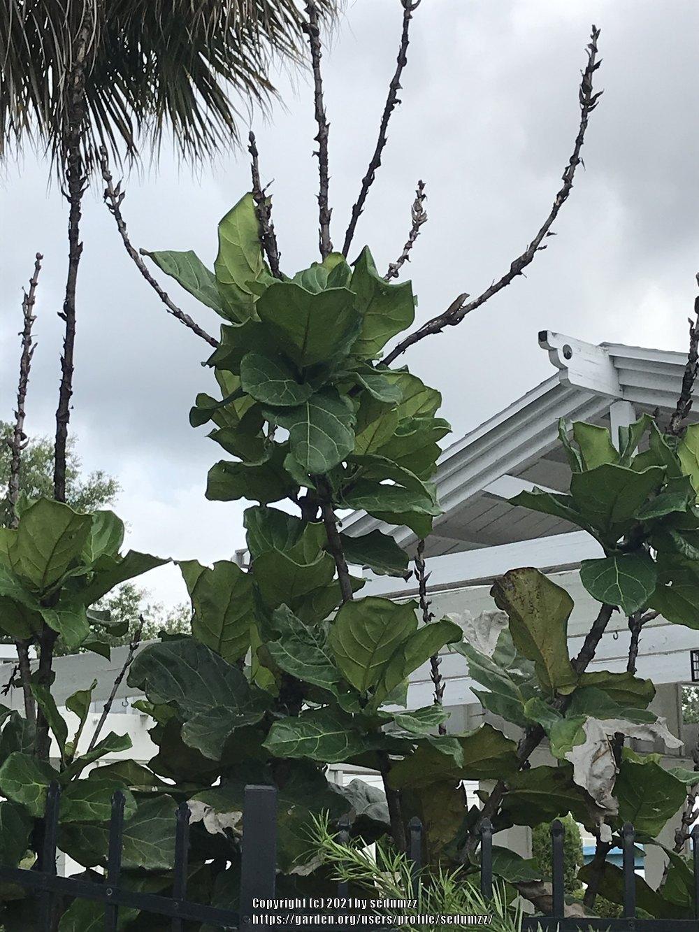 Photo of Fiddle Leaf Fig (Ficus lyrata) uploaded by sedumzz