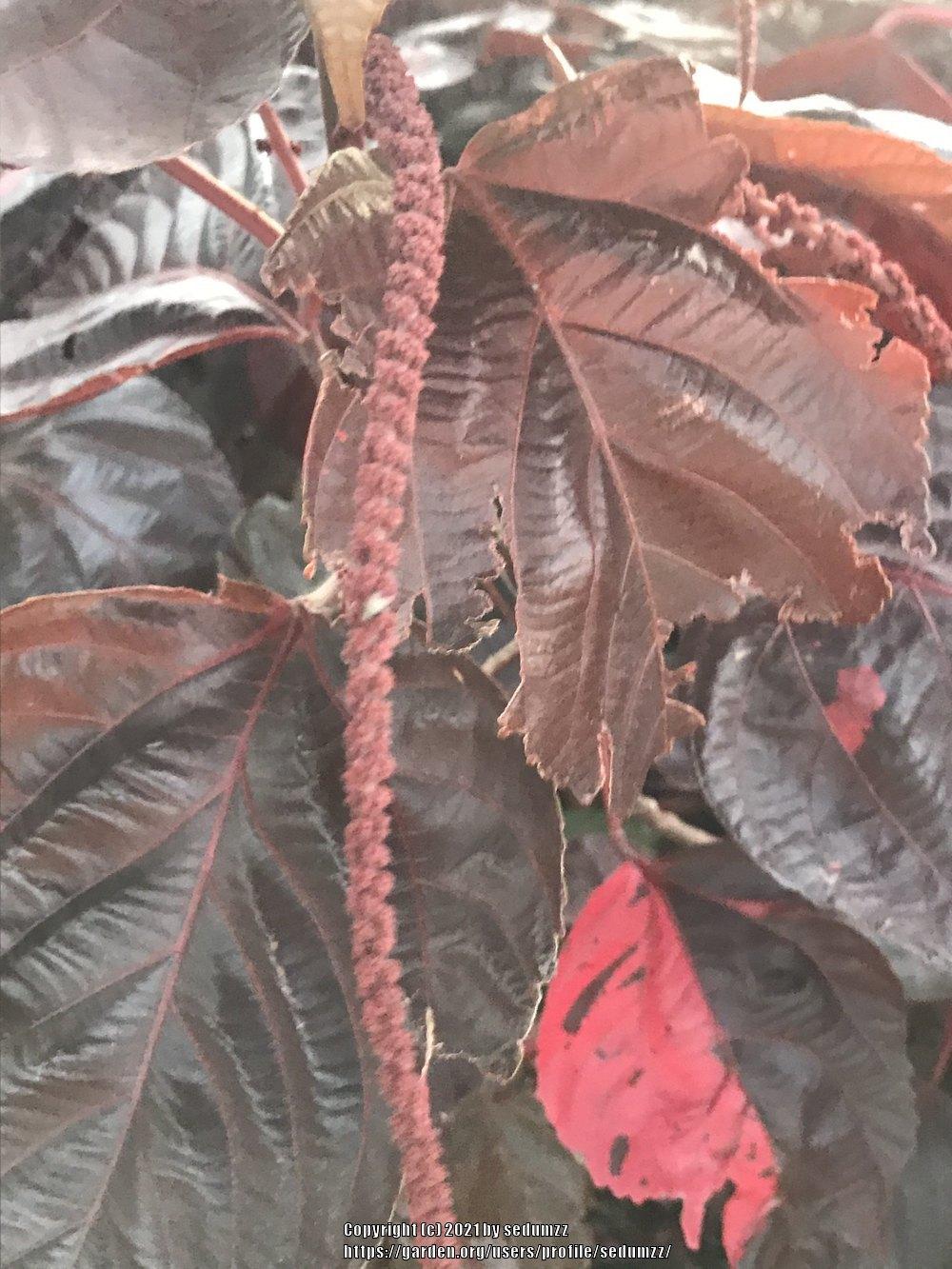 Photo of Copper Leaf (Acalypha wilkesiana) uploaded by sedumzz