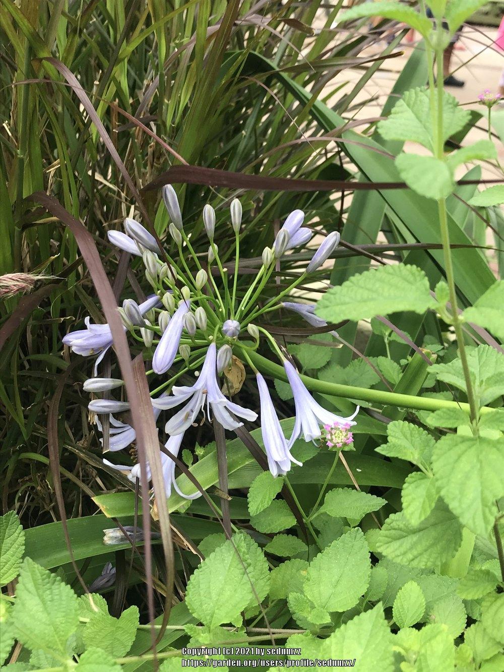 Photo of Lily of the Nile (Agapanthus africanus) uploaded by sedumzz