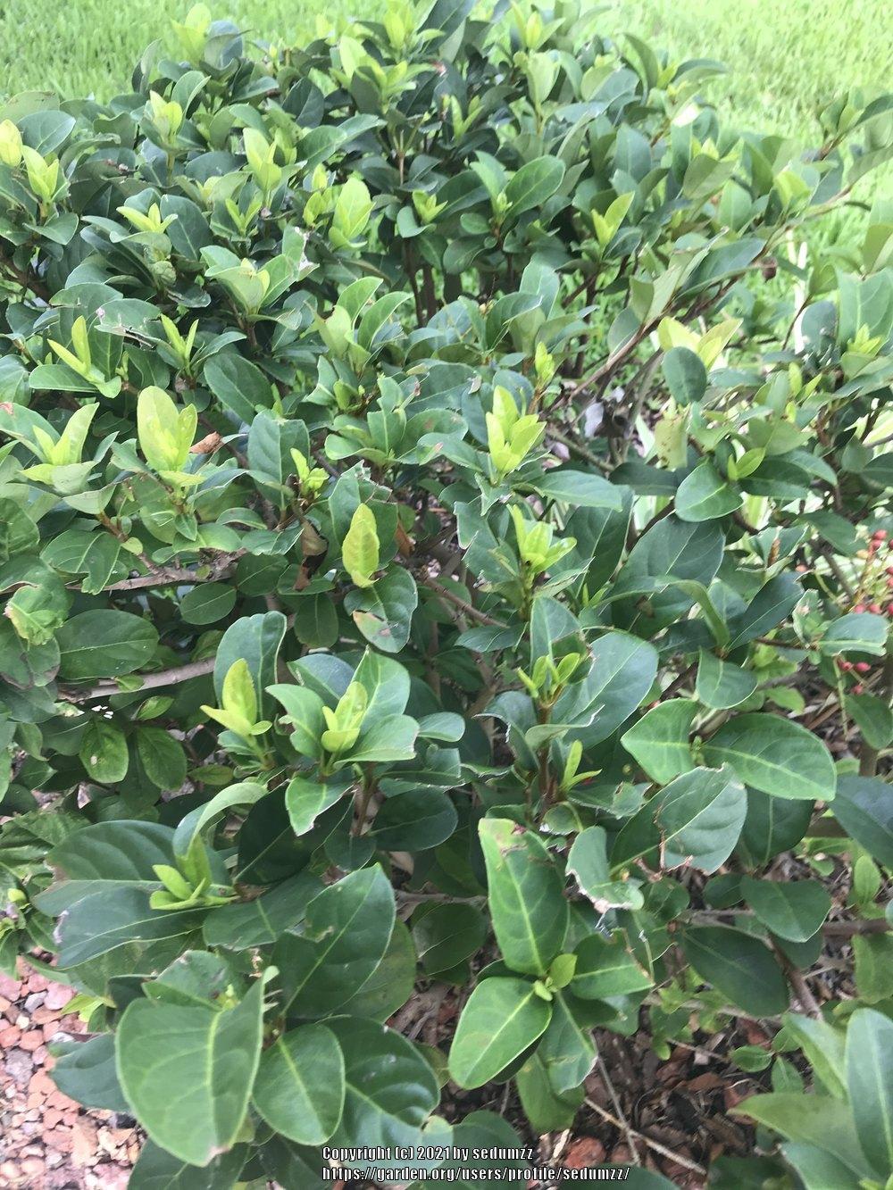 Photo of Asiatic Jasmine (Trachelospermum asiaticum) uploaded by sedumzz