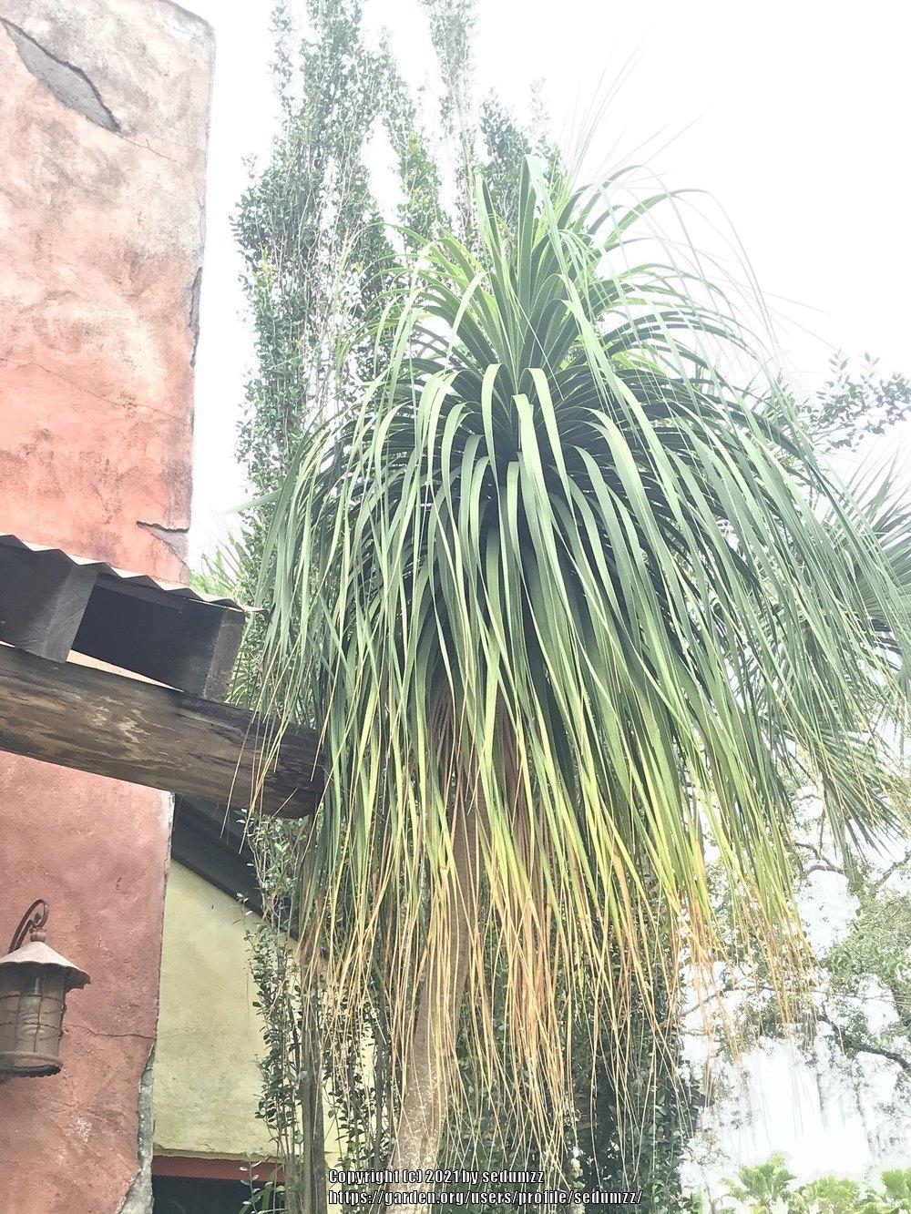 Photo of Ponytail Palm (Beaucarnea recurvata) uploaded by sedumzz