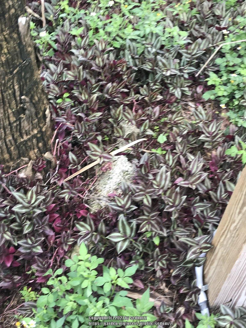 Photo of Inch Plant (Tradescantia zebrina) uploaded by sedumzz