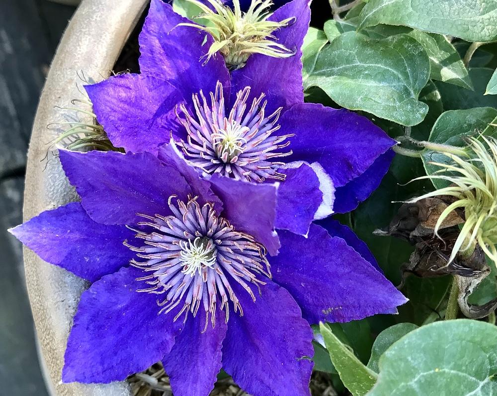 Photo of Clematis Bijou™ uploaded by BeautifulRoots