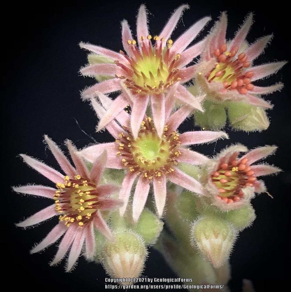 Photo of Hen and Chicks (Sempervivum 'Highland Mist') uploaded by GeologicalForms