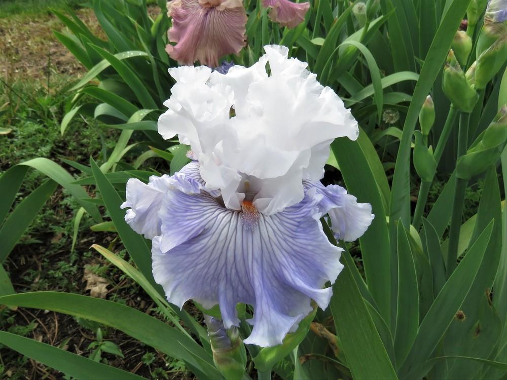 Photo of Tall Bearded Iris (Iris 'Serene Silence') uploaded by KentPfeiffer