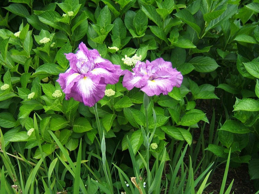 Photo of Japanese Iris (Iris ensata 'Greywoods Gypsy Spirit') uploaded by pirl