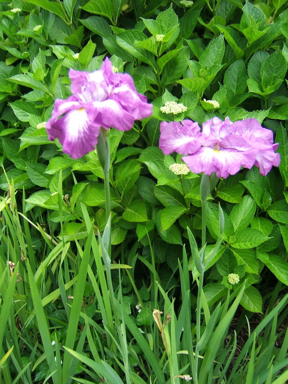 Photo of Japanese Iris (Iris ensata 'Greywoods Gypsy Spirit') uploaded by pirl