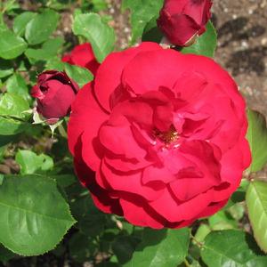 rosa-Lilli Marleen, a beautiful red floribunda.