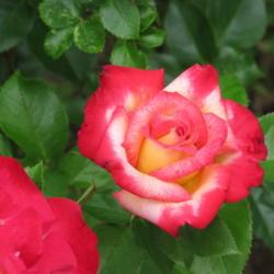 Location: charlottetown, pei, canada
Date: 2021-06-27
rosa-Dick Clark, bloom from recent addition.