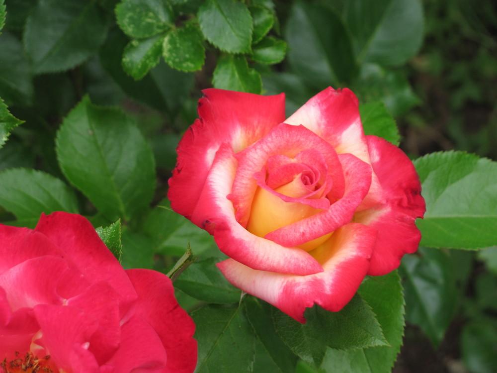 Photo of Rose (Rosa 'Dick Clark') uploaded by roseman2000