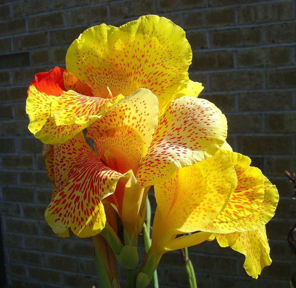 Photo of Canna Lily (Canna 'Yellow King Humbert') uploaded by GardensJohn