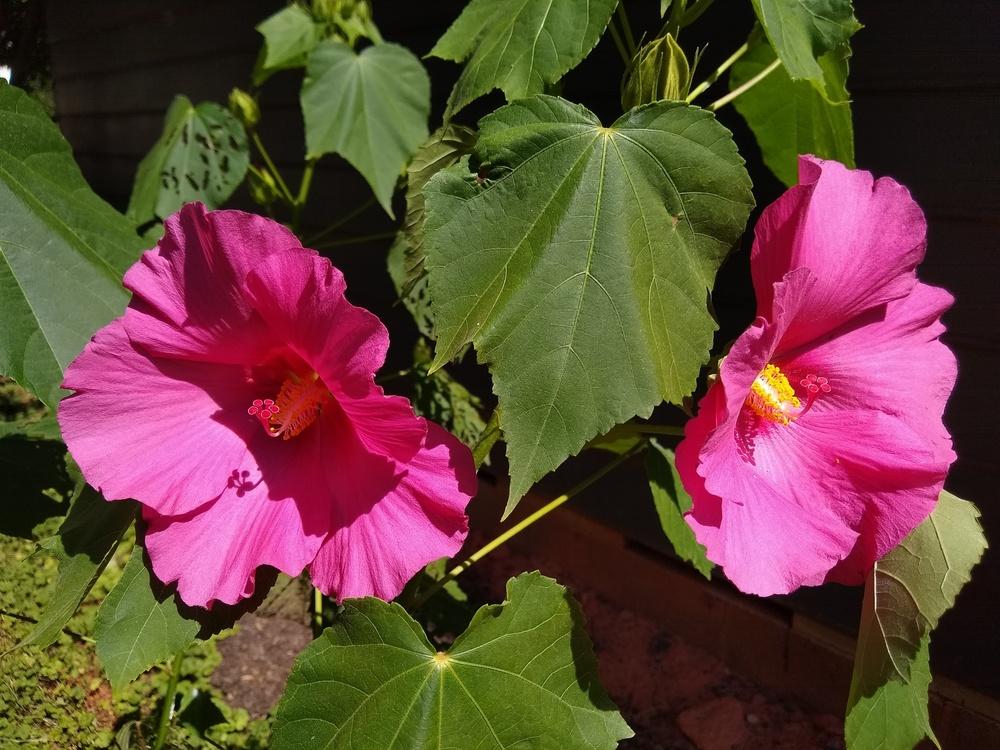 Photo of Confederate Rose Mallow (Hibiscus mutabilis 'Rubrus') uploaded by MrKGDickie