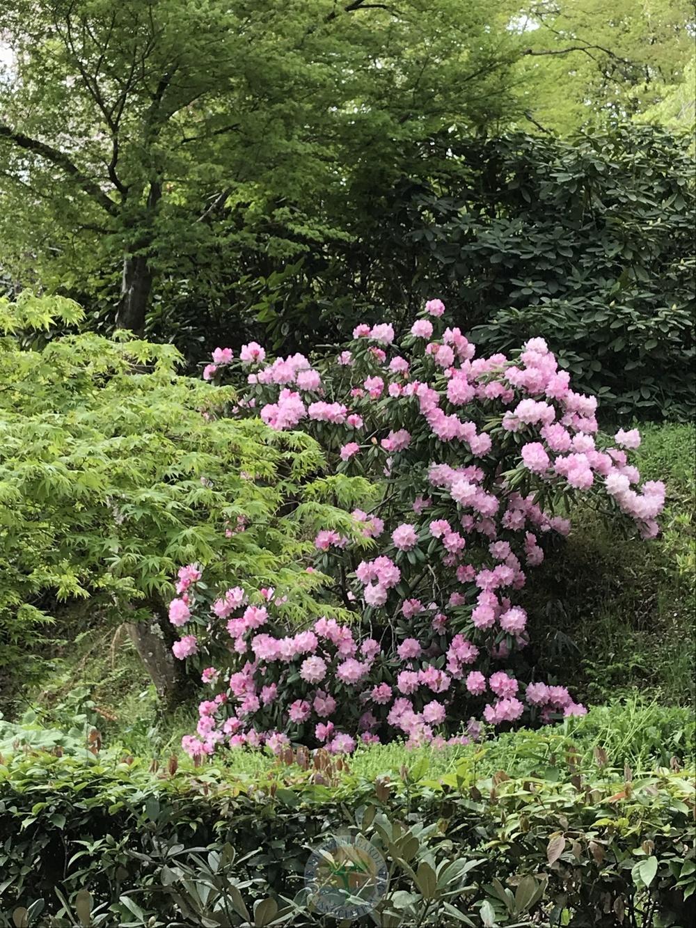 Photo of Rhododendrons (Rhododendron) uploaded by jnd1126
