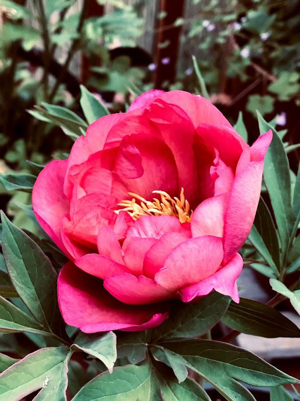 Photo of Intersectional Peony (Paeonia 'Julia Rose') uploaded by pmpauley