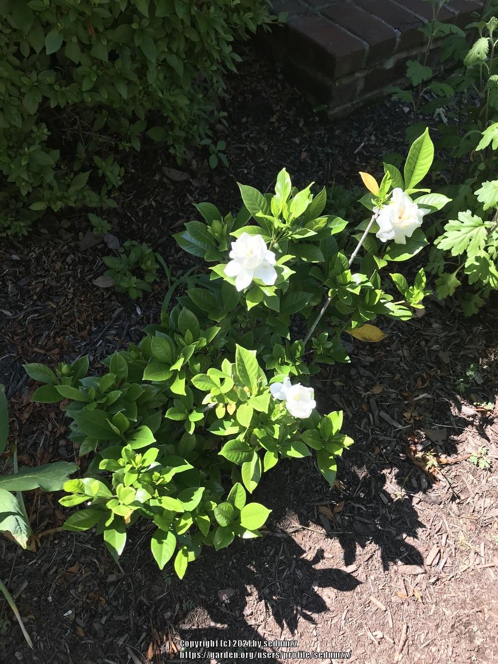 Photo of Gardenia (Gardenia jasminoides) uploaded by sedumzz