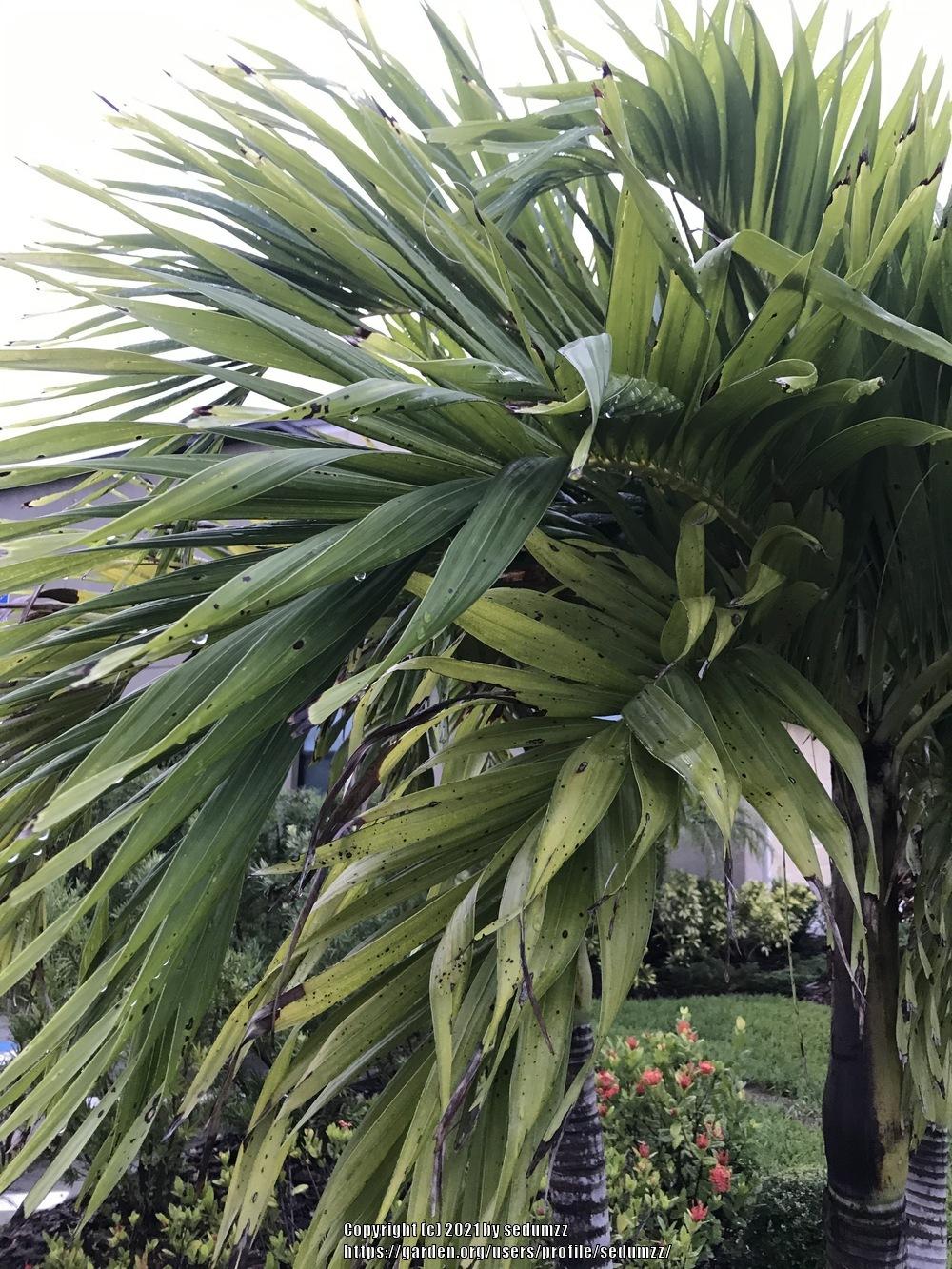 Photo of Foxtail Palm (Wodyetia bifurcata) uploaded by sedumzz