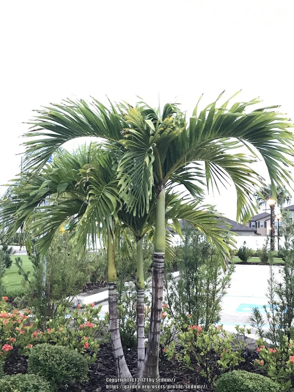 Photo of Foxtail Palm (Wodyetia bifurcata) uploaded by sedumzz