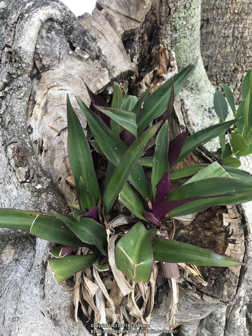 Photo of Oyster Plant (Tradescantia spathacea) uploaded by sedumzz