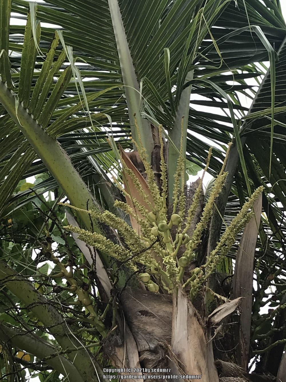 Photo of Coconut Palm (Cocos nucifera) uploaded by sedumzz