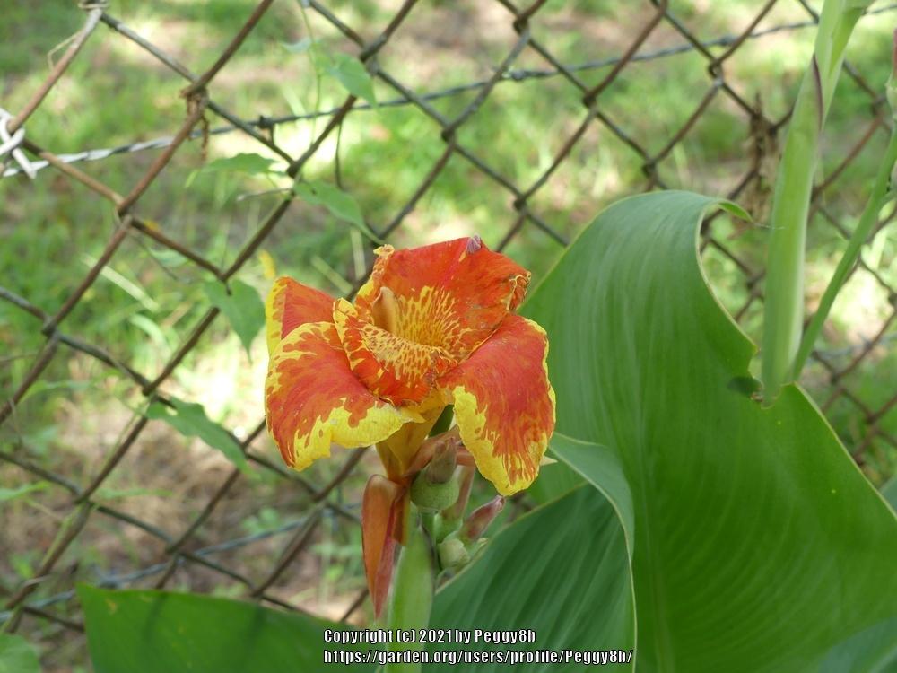 Photo of Canna Lily (Canna 'Yellow King Humbert') uploaded by Peggy8b