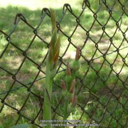 Location: Gause, Texas
Date: 2021-07-01
About to have lots more blooms on this stalk!