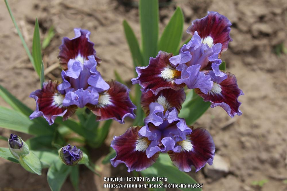 Photo of Standard Dwarf Bearded Iris (Iris 'Devoted') uploaded by Valery33