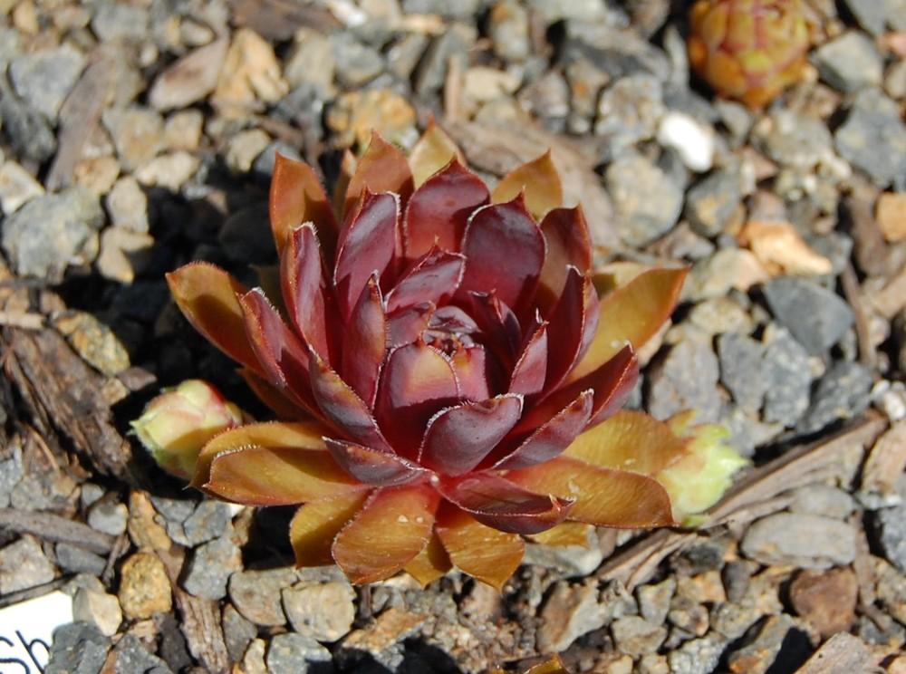 Photo of Hen and Chicks (Sempervivum 'Patent Leather Shoes') uploaded by valleylynn